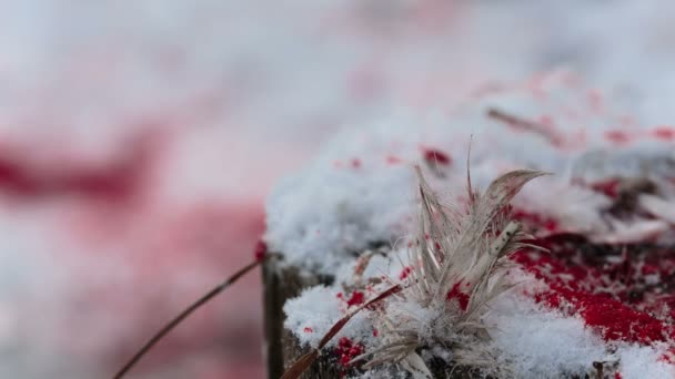 Перья птиц и кровь на снегу крупным планом — стоковое видео