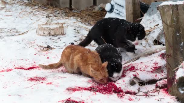 Pisicile fără adăpost mănâncă păsări rămase pe zăpada sângeroasă — Videoclip de stoc