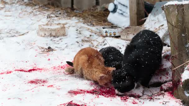 Des chats sans abri mangent des restes d'oiseaux sur la neige sanglante gros plan — Video