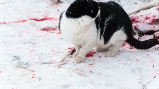Безпритульні коти їдять птахів залишається на кривавому снігу крупним планом — стокове відео