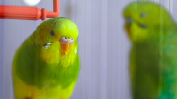 Zwei grüne wellige Papageien im Käfig — Stockvideo