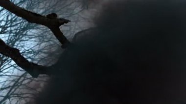 Siyah kalın duman orman