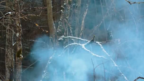 Дымовой лес крупным планом — стоковое видео