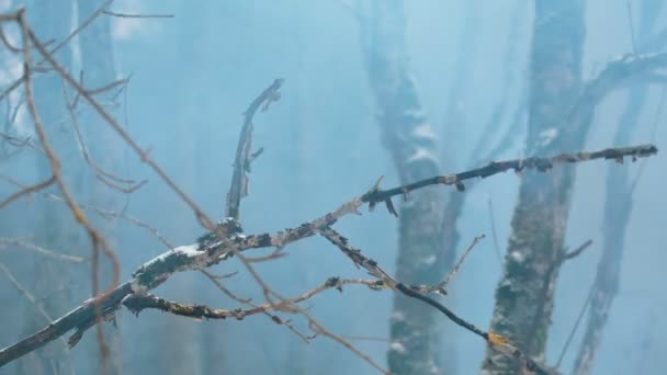 Fumaça floresta close-up — Vídeo de Stock