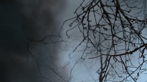 Siyah kalın duman orman — Stok video