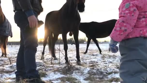 Люди і коні взимку — стокове відео