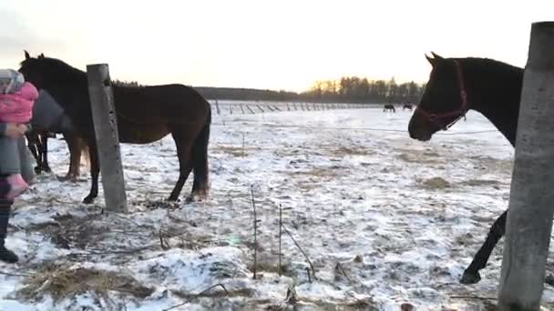 Vader en dochter gevoed de paarden met brood — Stockvideo