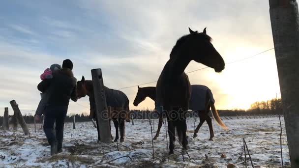 Vader en dochter gevoed de paarden met brood — Stockvideo