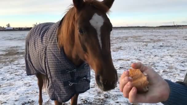 Apa és lánya etetni a lovak kenyérrel — Stock videók