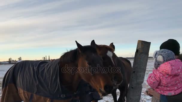 Papá y su hija alimentaron a los caballos con pan — Vídeo de stock