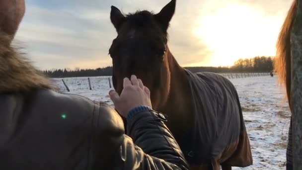 Táta s dcerou a koně v zimě při západu slunce — Stock video