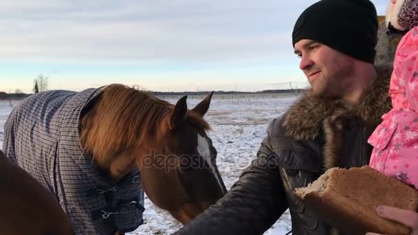 Papá y su hija alimentaron a los caballos con pan — Vídeos de Stock