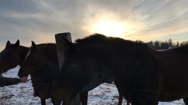 Papá y su hija alimentaron a los caballos con pan — Vídeo de stock