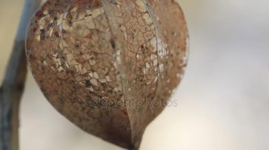 Cape bektaşi üzümü dekoratif. Japon fener Hozuki