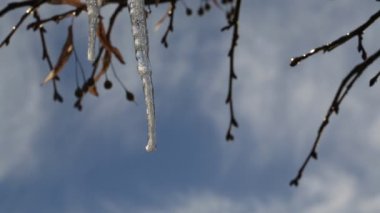 Ağaçlar yakın çekim dallar buz sarkıtları