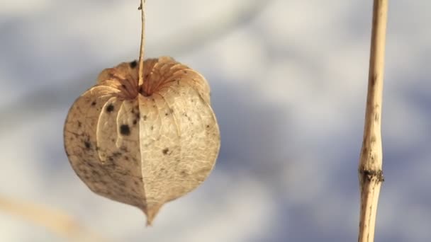 Cape bektaşi üzümü dekoratif. Japon fener Hozuki — Stok video