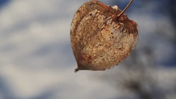 Cabo Gooseberry decorativo. Linterna japonesa Hozuki — Vídeos de Stock