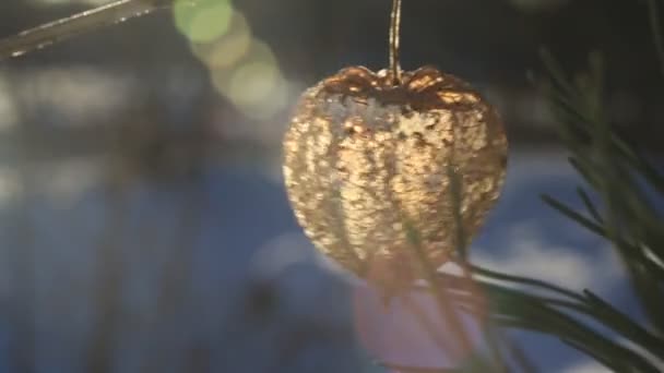 Cape Gooseberry decoratieve. Japans lantaarn Hozuki — Stockvideo