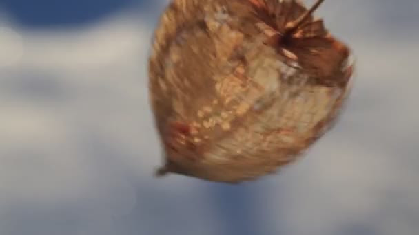 Cape bektaşi üzümü dekoratif. Japon fener Hozuki — Stok video