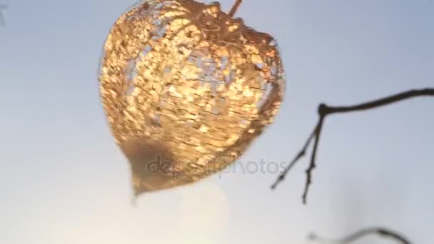 Cape Gooseberry décoratif. Lanterne japonaise Hozuki — Video