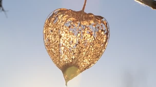 Cape Gooseberry decoratieve. Japans lantaarn Hozuki — Stockvideo