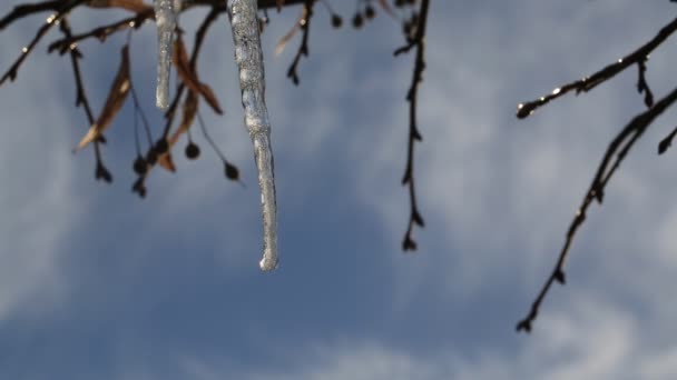 Ağaçlar yakın çekim dallar buz sarkıtları — Stok video
