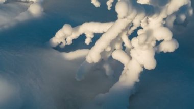 donmuş ağaç dalları