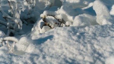 donmuş ağaç dalları