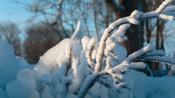 Замороженные ветви деревьев — стоковое видео