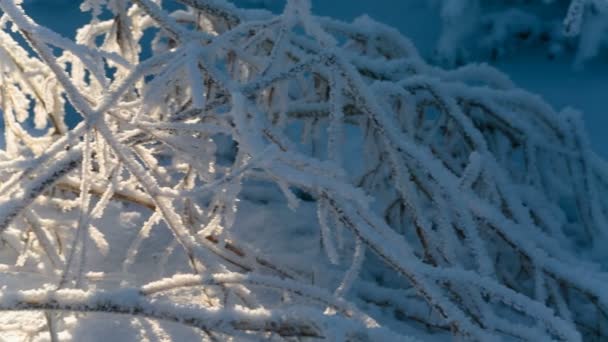 Замороженные ветви деревьев — стоковое видео