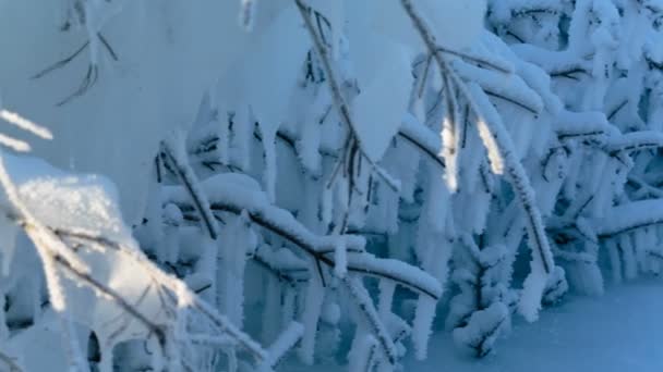 Ramos de árvores congeladas — Vídeo de Stock