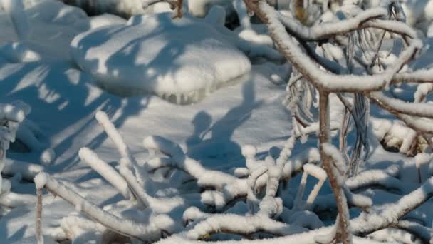 冰冻的树枝 — 图库视频影像