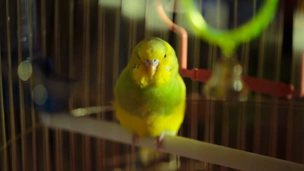 Small bright budgie in a cage — Stock Video