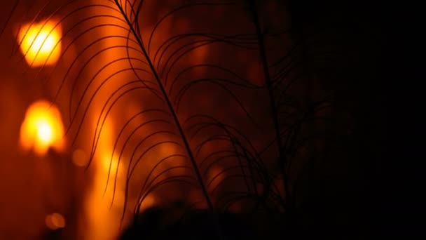 Silhouette d'une plume de paon dans une pièce sombre intérieur close-up — Video