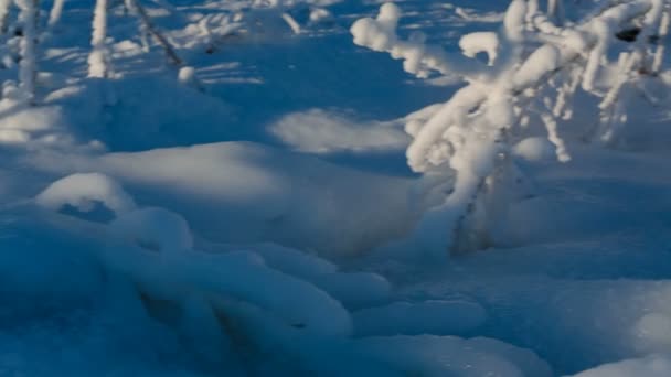 Strongly Frozen plants — Stock Video