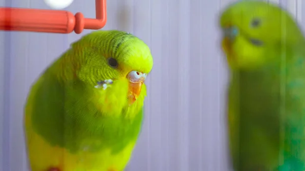 Due pappagalli ondulati verdi in una gabbia — Foto Stock