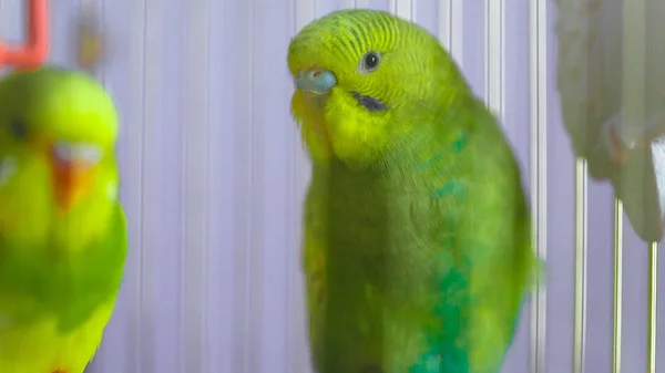 Zwei grüne wellige Papageien im Käfig — Stockfoto
