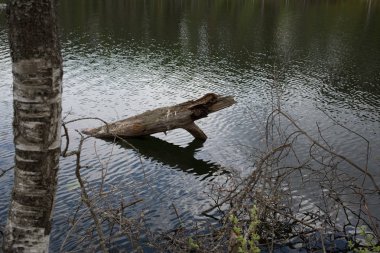 Ağaç su parçası.