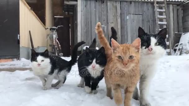 Gang yard cats winter — Stock Video