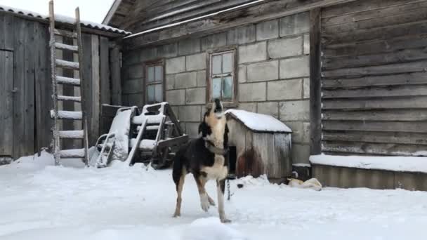 Vakta hunden på kedjan hoppa och skälla glatt på vintern. — Stockvideo