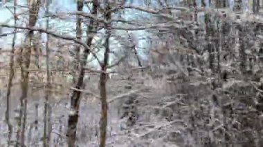 Araç sürüş kış snowy orman zaman yol araba yan görünümden kamera monte.