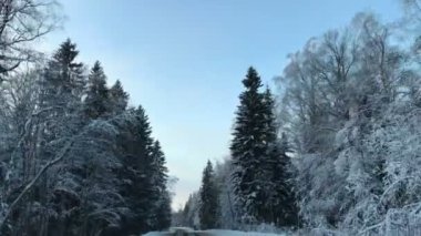 Araç sürüş kış snowy orman zaman yol araba Önden Görünüm kamera monte.