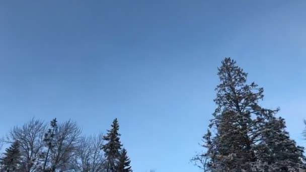 자동차 탑재 카메라 아래에서 볼 때 겨울 숲을 운전 하는 차량. — 비디오