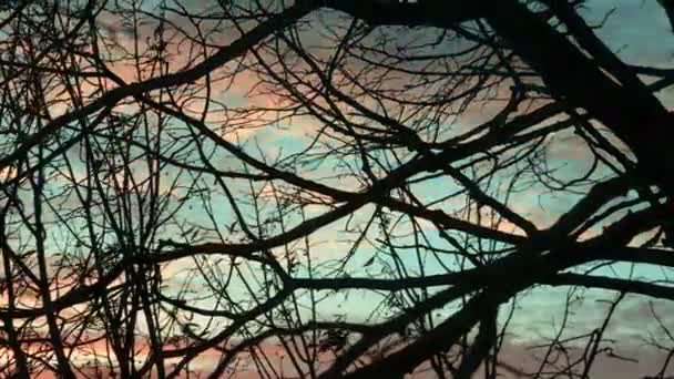 Des branches d'arbres sèches contre le ciel. Vidéo Time lapse . — Video