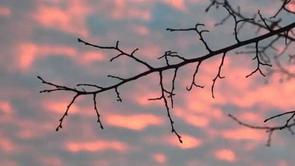 Rama seca del árbol contra el cielo. Video de lapso de tiempo . — Vídeo de stock