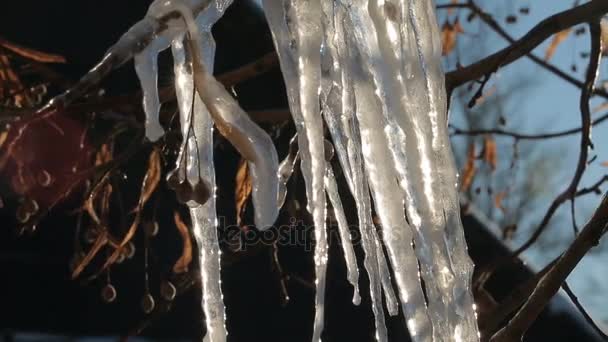 Sciogliere i ghiaccioli su un ramo congelato di un albero . — Video Stock