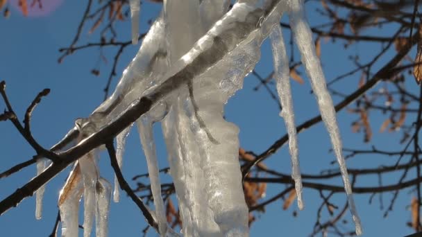 Sciogliere i ghiaccioli su un ramo congelato di un albero . — Video Stock