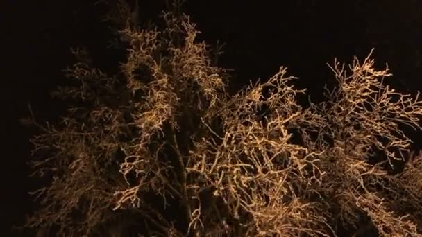 Icy tree branches sway in the wind at night. — Stock Video