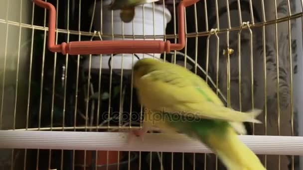 Gekke gele en groene papegaai in een kooi. — Stockvideo