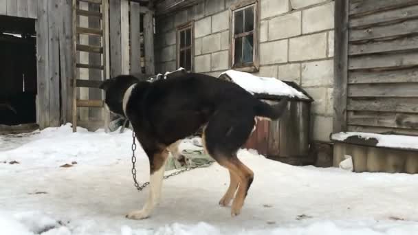 Hund an der Kette im Winter. — Stockvideo